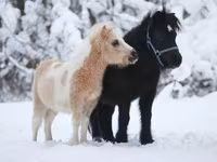 Horse (M), American shetland pony — photo 5