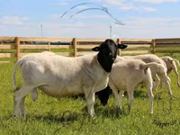 公羊, Dorper sheep — 照片 1