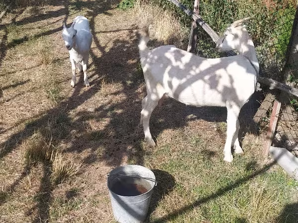 Ziege, LaMancha goats