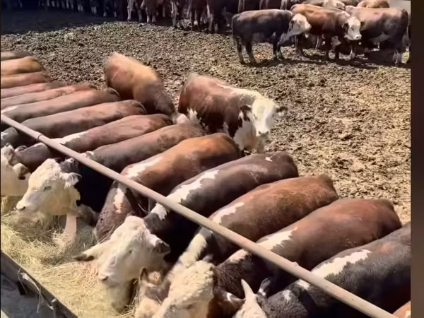 公牛, Cattle — 俄罗斯