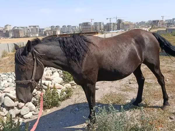 母马, Skyros Pony — 吉尔吉斯斯坦