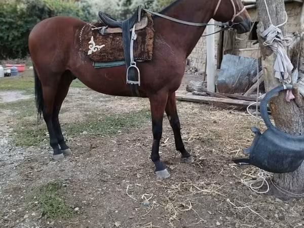 公马, Thoroughbred horse — 吉尔吉斯斯坦