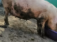 母猪, Pigs — 照片 2