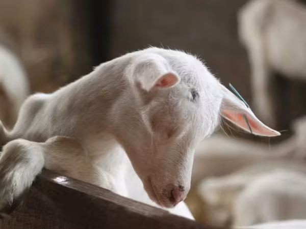 Goat, Saanen goat