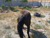 Stute, Skyros Pony — Foto 4