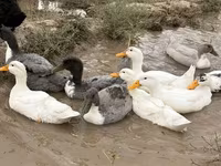 Ducks — الصورة 6