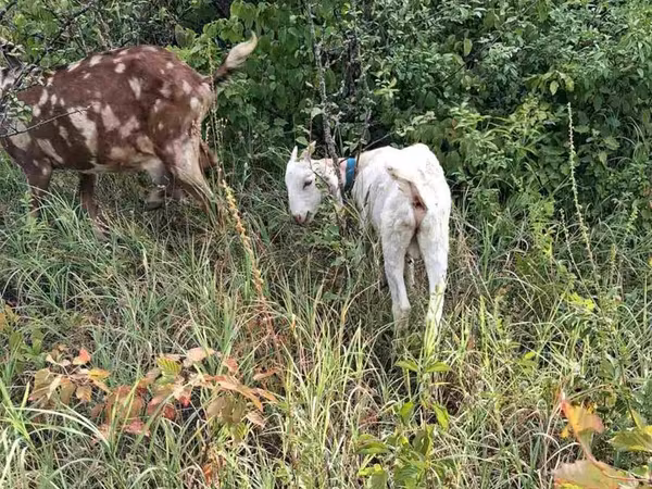 公山羊, Nubian Goat