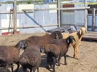 公羊, Baerchuke sheep — 照片 4