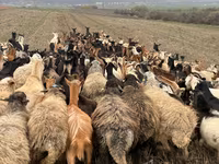 母羊, Sheep — 照片 4