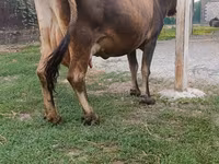 母牛, Cattle — 照片 6