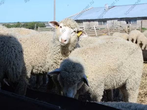 Ram, Kuibyshev sheep