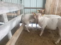 母羊, Baerchuke sheep — 照片 2