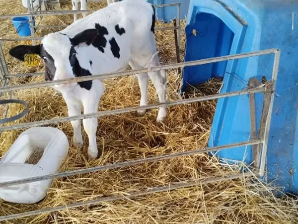 Aberdeen-Angus