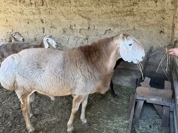 公羊, Hissar sheep — 吉尔吉斯斯坦