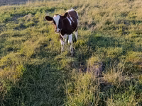 Kuh, Rinder — Foto 2