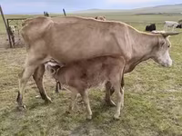 Cow, Holstein breed — photo 7