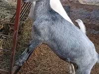Ziege, Saanen goat — Foto 2