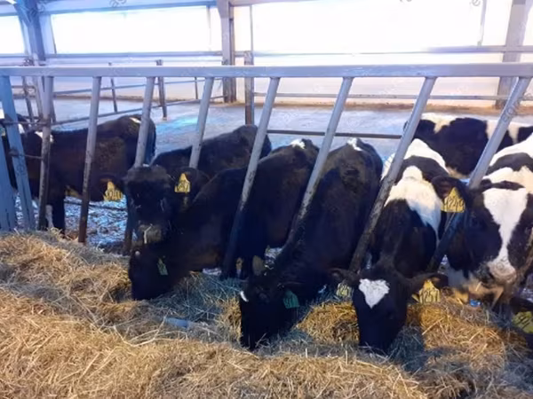 Bulle, Holstein-Rasse