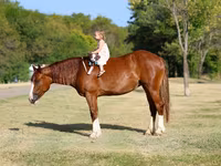 母马, Horses — 照片 2