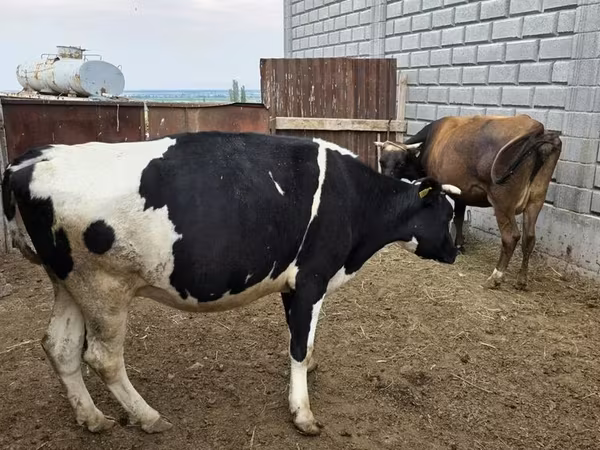 Kuh, Holstein-Rasse — Kirgisistan