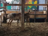 Schaf, Arashan sheep — Foto 8