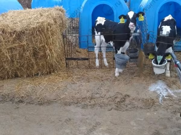 公牛, Holstein breed