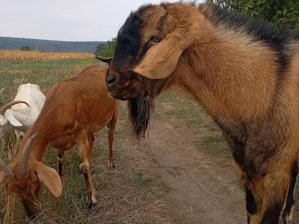 公山羊, Goats