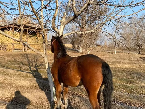 Horses