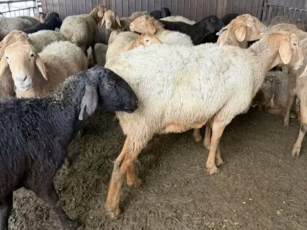 Arashan sheep