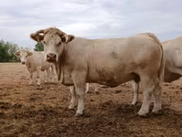 母牛, Charolais cattle — 照片 3