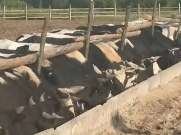Bull, Holstein breed