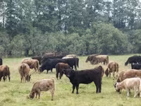 Toro, Hereford — foto 2