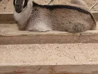 公山羊, Goats — 照片 6