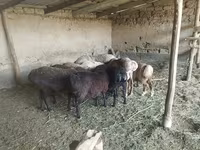 Oveja, Ovejas — foto 1