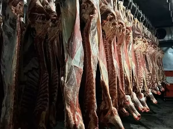 母牛, Cattle — 俄罗斯