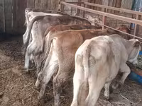 Cow, Simmental cattle — photo 2