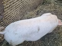 母猪, Pigs — 照片 1