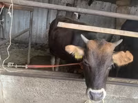 गाय, मवेशी — फ़ोटो 3