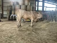 公牛, Charolais cattle — 照片 4