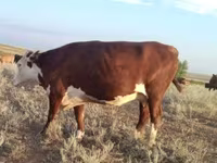 母牛, Kazakh White-headed cow — 照片 2