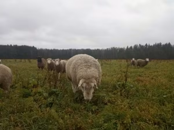 公羊, Sheep — 俄罗斯