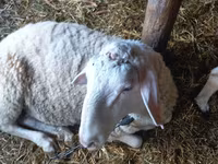 كبش, Awassi sheep — الصورة 4