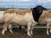Widder, Dorper sheep — Foto 1