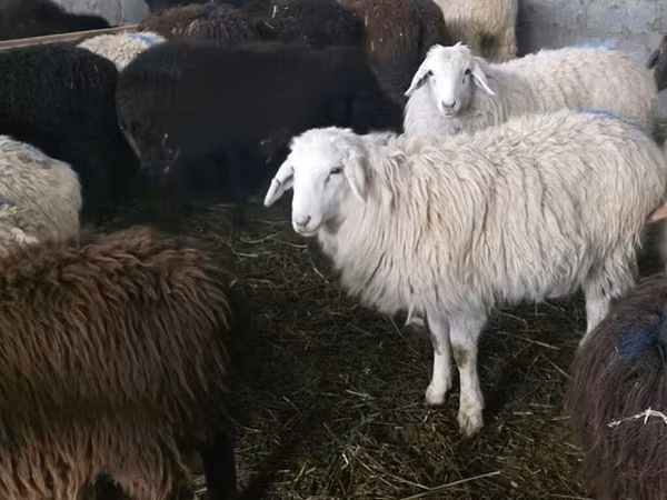 Tian-Shan semifinewool sheep
