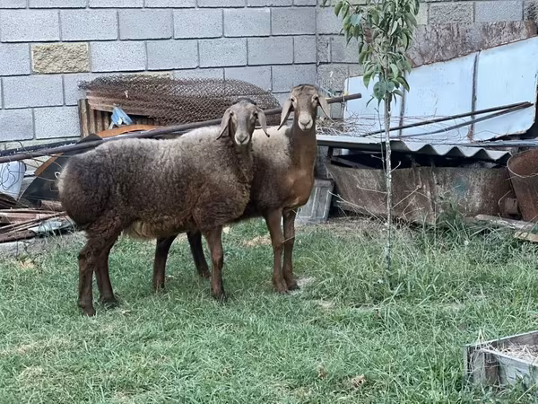 भेड़, Arashan sheep