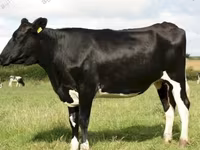 Cow, Ayrshire — photo 8