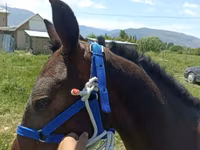 Horse (M), Horses — photo 2
