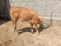 بقرة, Swiss cattle — الصورة 2