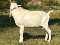 Cabro, Saanen goat — foto 2