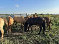 Yegua, Horse breed — foto 4